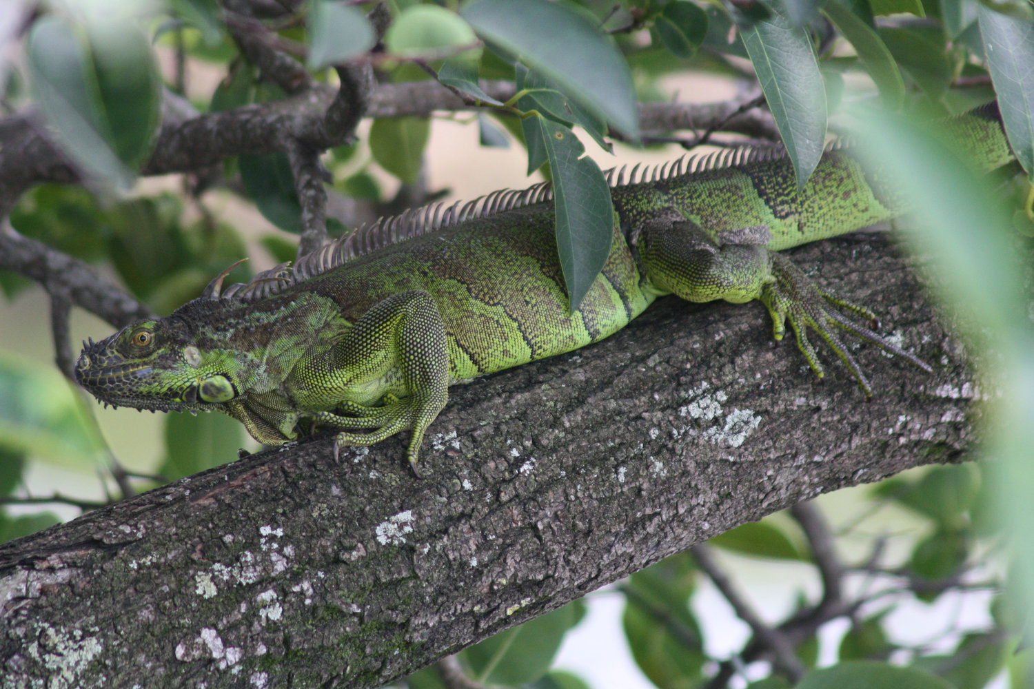 Pictured is a green iguana.